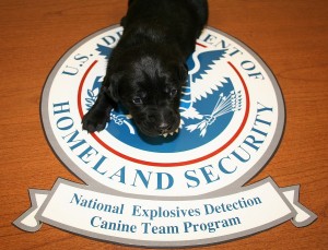 TSA Canine